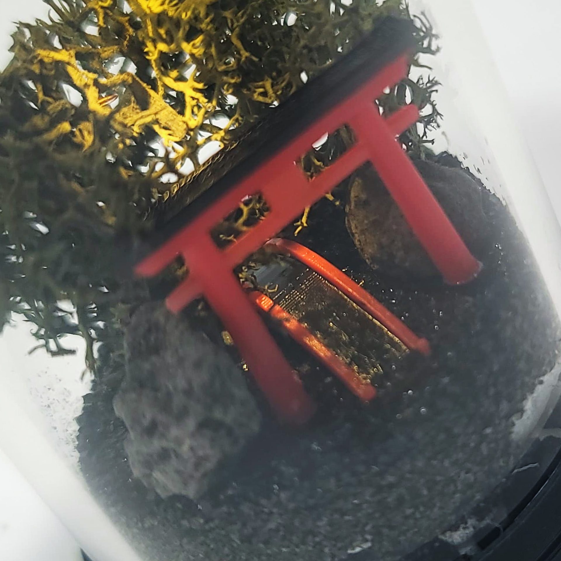 DIY Nano Shinto Shrine Terrarium Kit