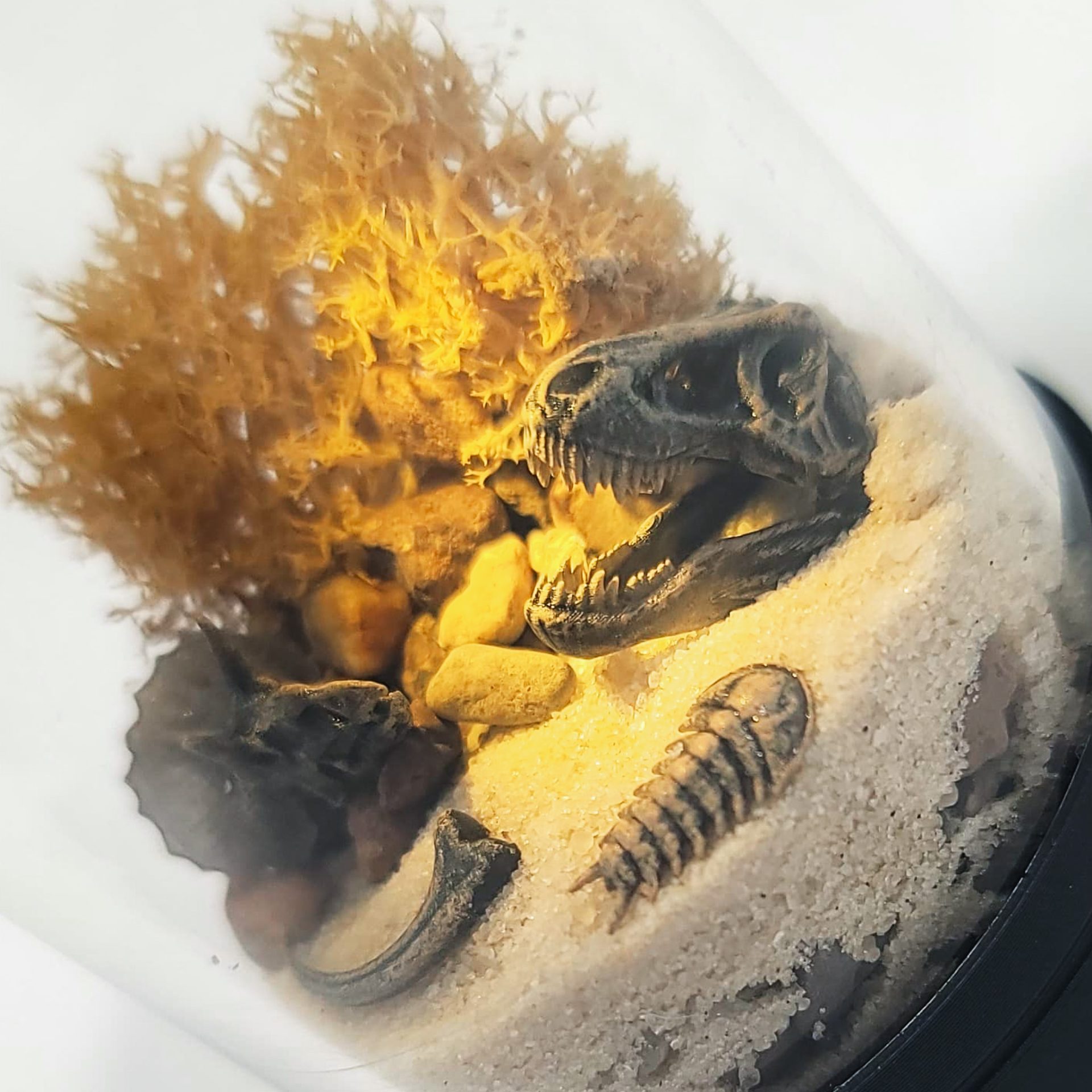 DIY Nano Prehistoric Dinosaur Fossil Terrarium Kit