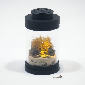DIY Nano Prehistoric Dinosaur Fossil Terrarium Kit