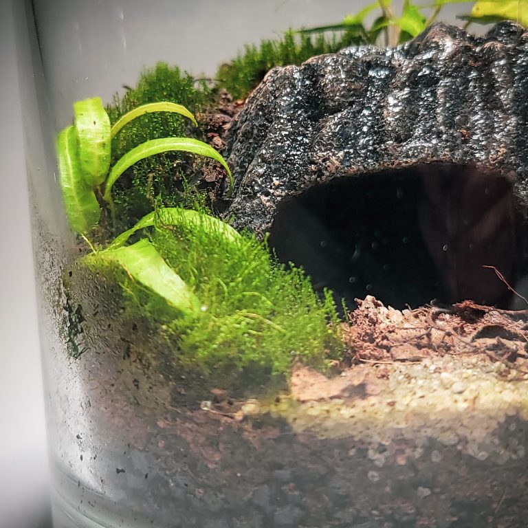 DIY Mini Cave Terrarium kit | Bantam.Earth