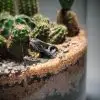 DIY Prehistoric Fossil Desert Terrarium kit | Bantam.Earth