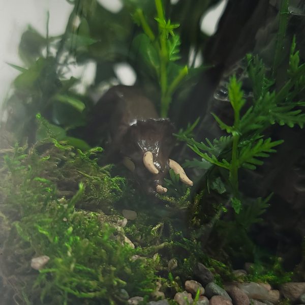 DIY Tropical Dinosaur Jungle Terrarium kit | Bantam.Earth