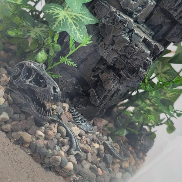 DIY Prehistoric Fossil Desert Terrarium kit | Bantam.Earth