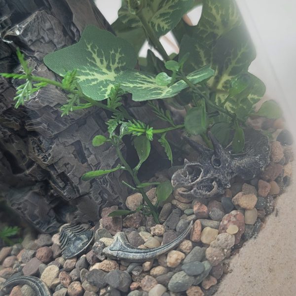 DIY Prehistoric Fossil Desert Terrarium kit | Bantam.Earth