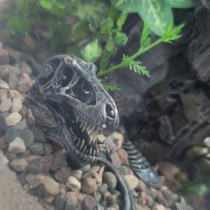 DIY Prehistoric Fossil Desert Terrarium kit | Bantam.Earth