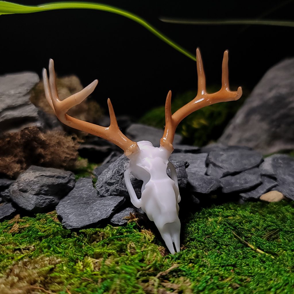 Small Deer Skull Decor | Bantam.Earth
