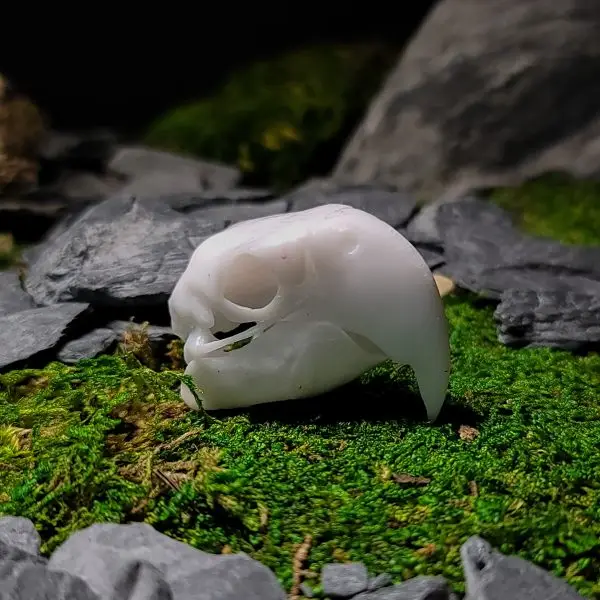 Parrot Skull Decor | Bantam.Earth