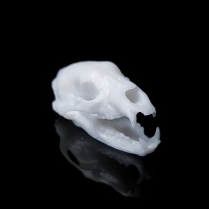 Small Bear Skull Decor | Bantam.Earth