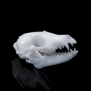 Miniature Fox Skull Decor | Bantam.Earth