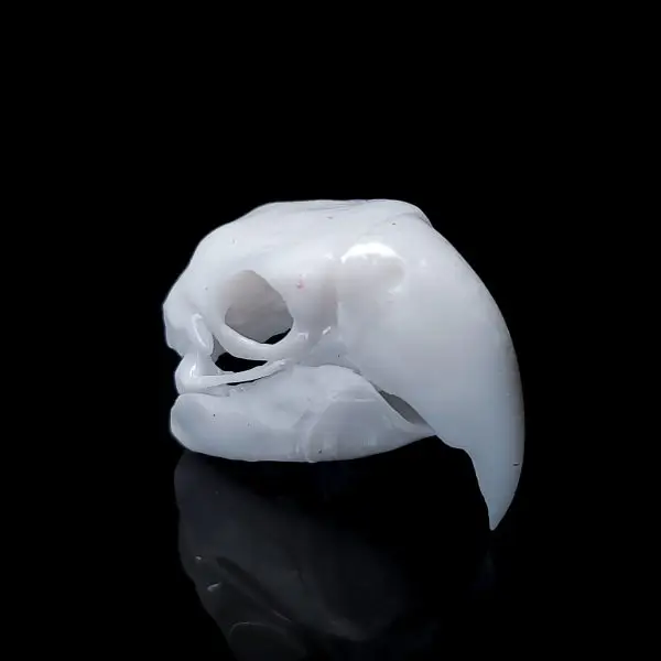 Parrot Skull Decor | Bantam.Earth