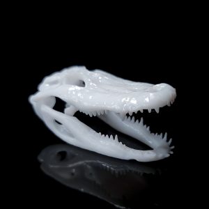 Small Alligator Skull Decor | Bantam.Earth