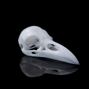 Raven Skull Decor | Bantam.Earth