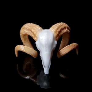 Small Ram Skull Decor | Bantam.Earth
