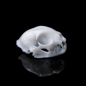 Small Cat Skull Decor (Closed Mouth) | Bantam.Earth