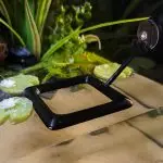 Floating Fish Feeding Square with Suction Cup - | Bantam.Earth