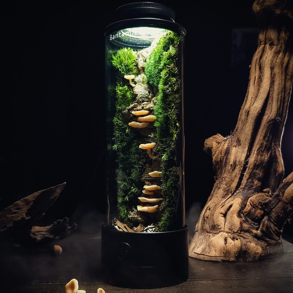 ReadyMade Mushroom Terrarium By Bantam.Earth
