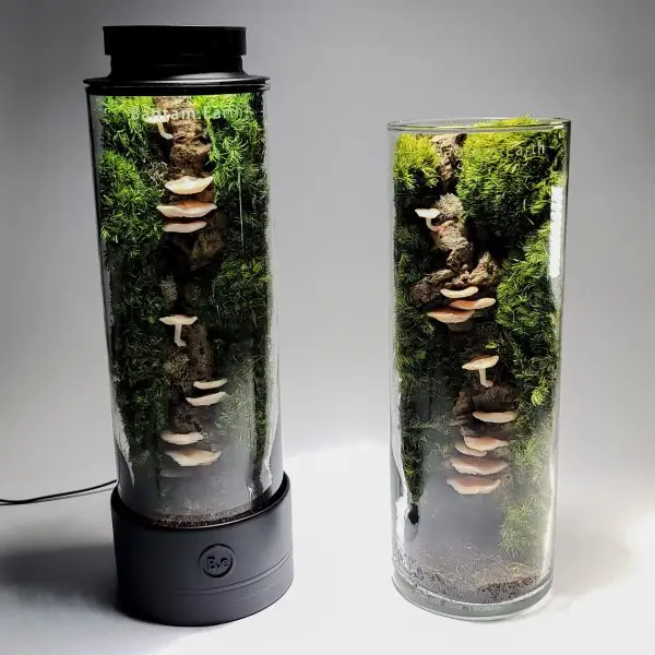 Ready-Made Mushroom Terrarium