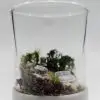 Ready-Made Miniature Roman Terrarium By Bantam.Earth