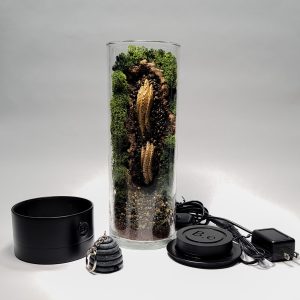 Ready-Made Beehive Honeycomb Terrarium By Bantam.Earth