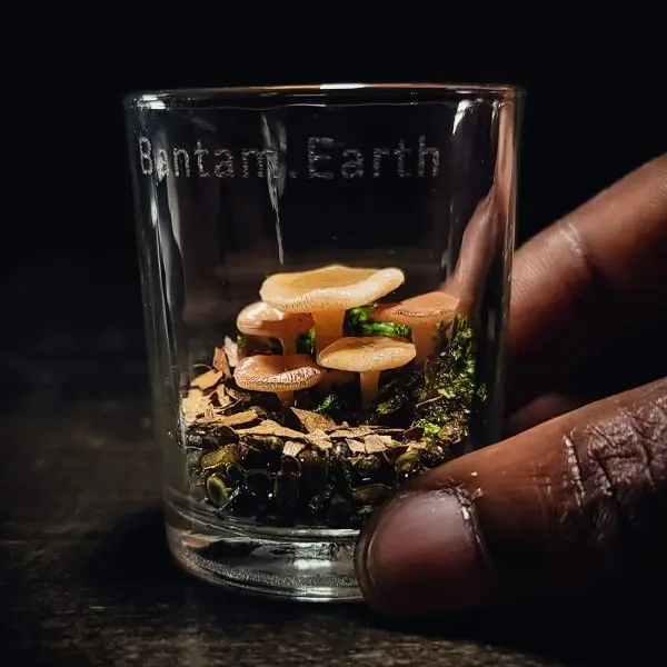 Ready-Made Miniature Mushroom Terrarium By Bantam.Earth