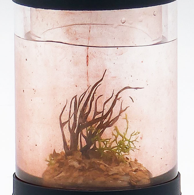 Miniature Blackwater Aquarium Keychain