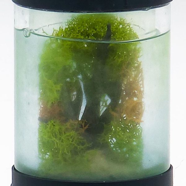 Miniature Planted Freshwater Aquarium Keychain