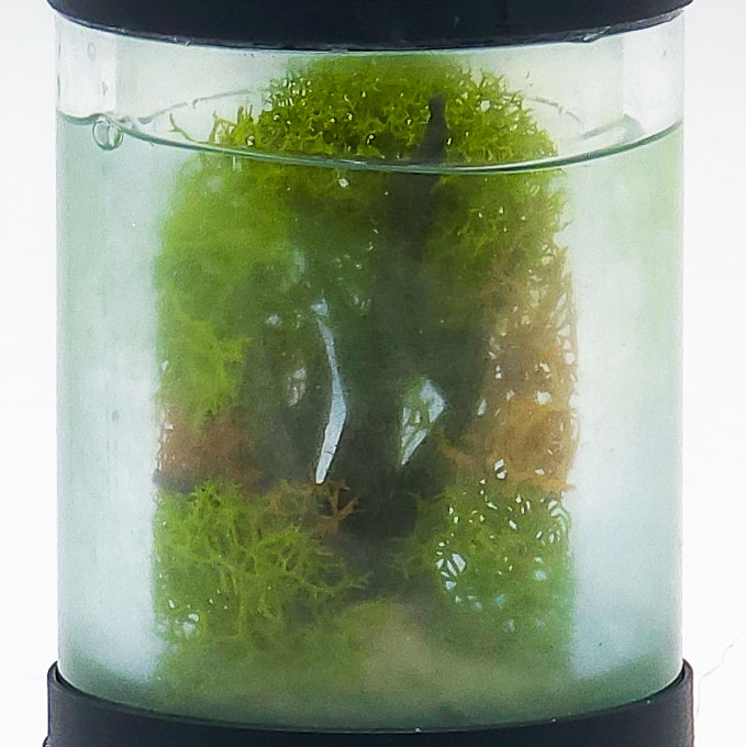 Miniature Planted Freshwater Aquarium Keychain