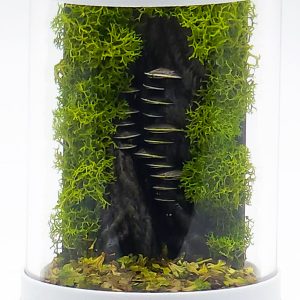 Ready-Made Tiny Mushroom Terrarium By Bantam.Earth