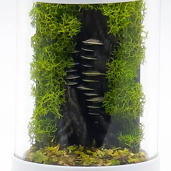 Mycelium | The Mushroom Terrarium | Nano Keychain - Image 2