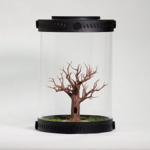 Small Apple Bonsai Tree Decor For Terrariums