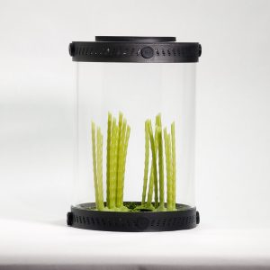Small Bonsai Bamboo Stakes Decor For Terrariums