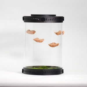 Mini Magnetic Mushroom Ledge Decor Set For Terrariums