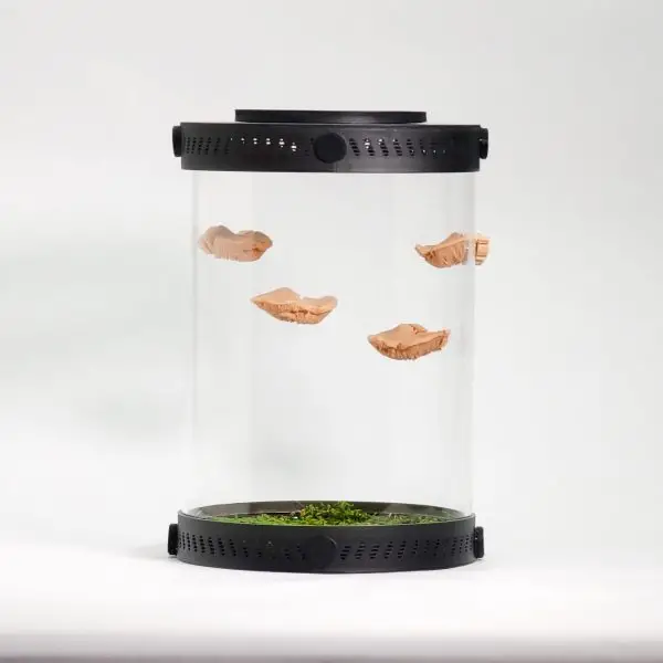 Mini Magnetic Mushroom Ledge Decor Set For Terrariums