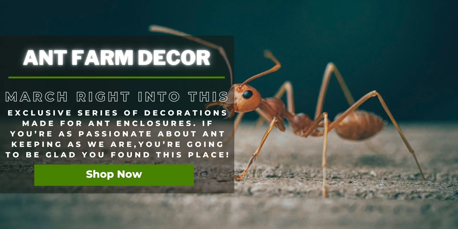 Unique Ant Farm Decorations and Accessories. Bantam V2 Series Formicarium