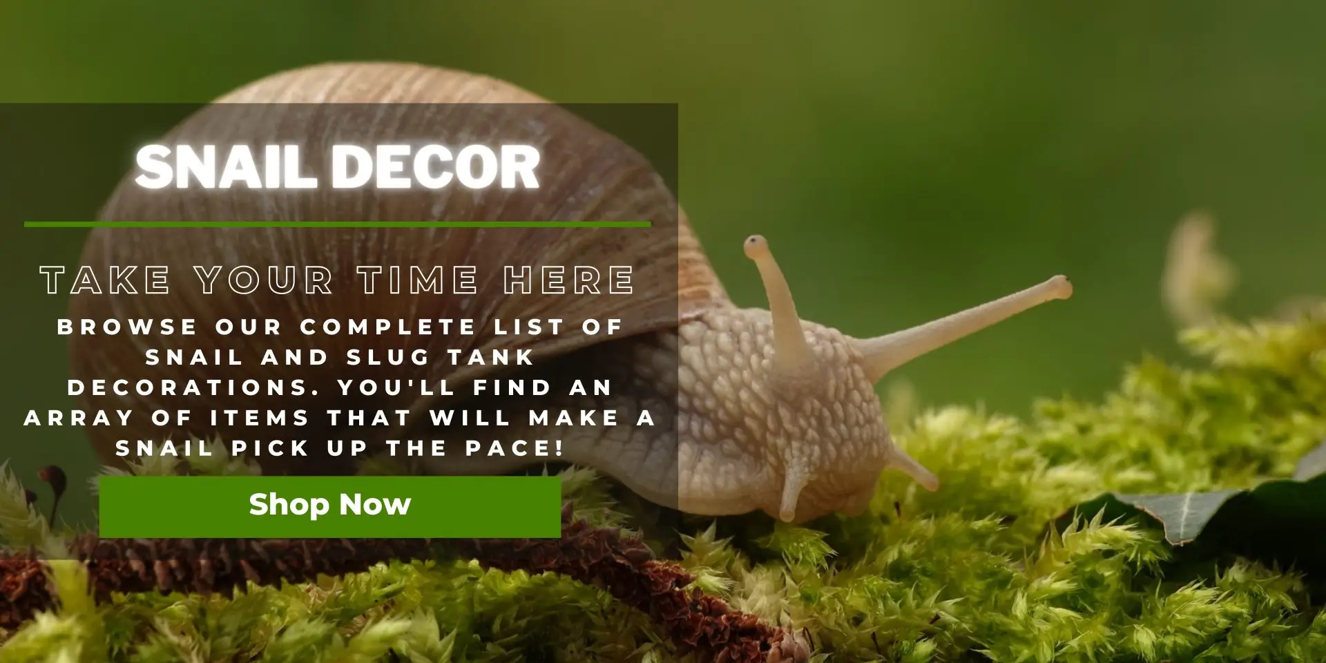 Exclusive Snail Terrarium Decor & Accessories!