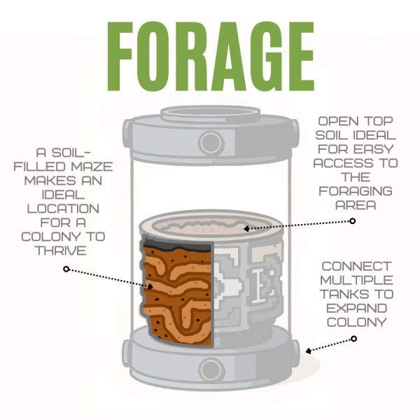 Bantamarium V2 Forage Diagram