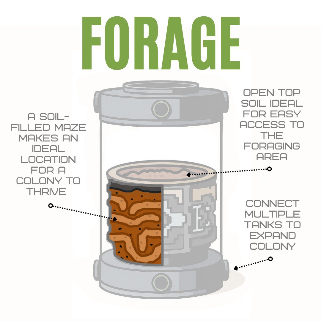 Bantamarium V2 Forage Diagram