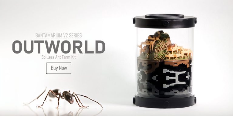 Expandable Ant Farm Kits for Ant Keeping | Bantam V2 Series