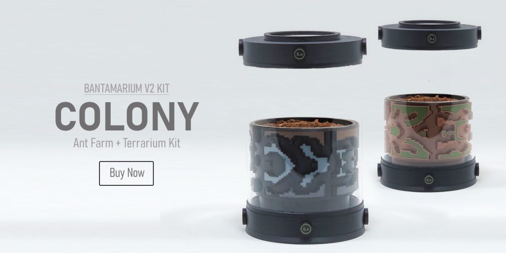 Expandable Ant Terrarium Kit | Bantam-V2 Colony Series