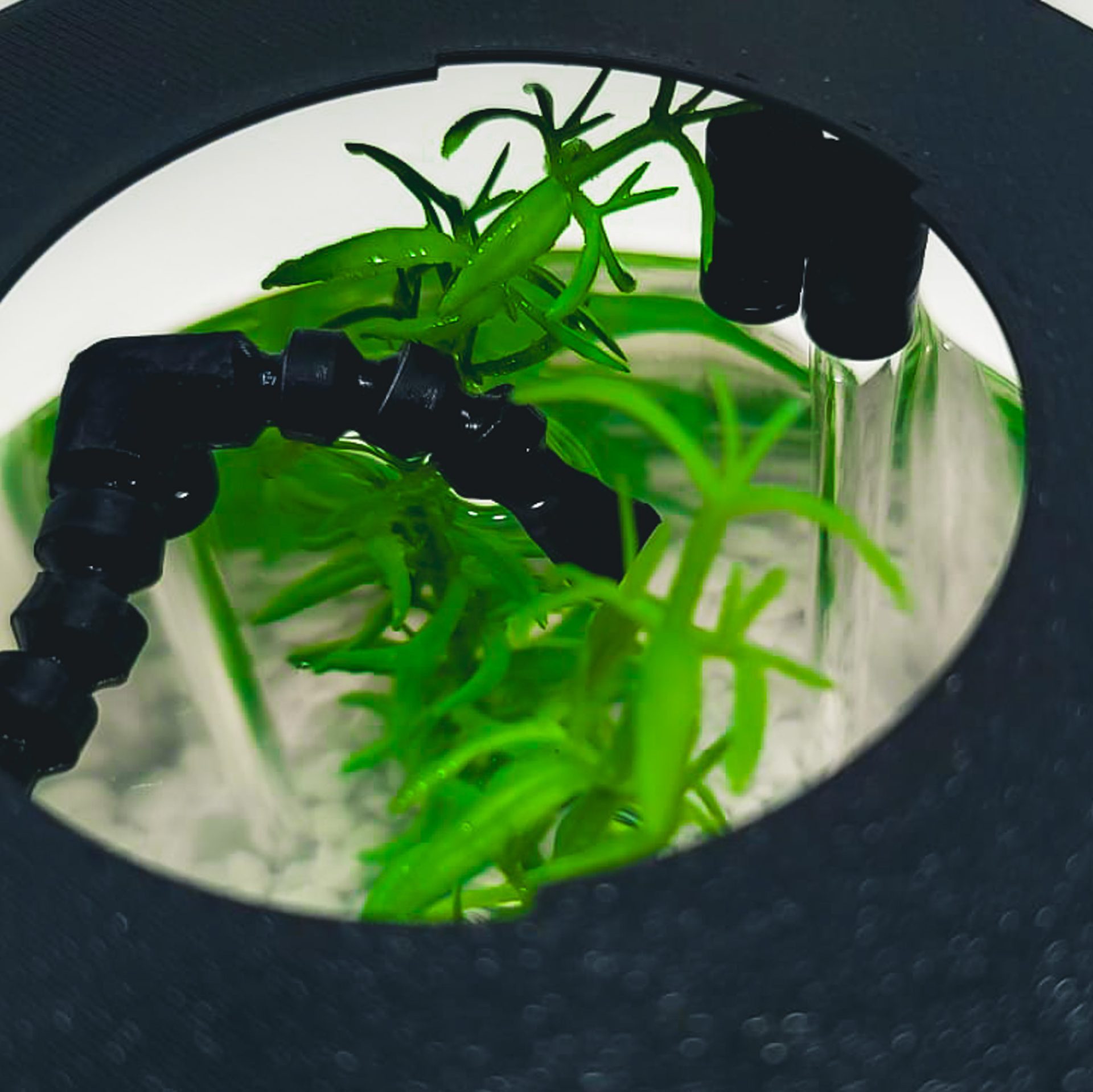 Bantamarium V2 AQUA | Mini Fish Tank With Filter & Light