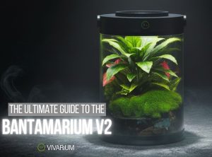 Bantamarium V2: Ultimate Guide to Customizable Ecosystems