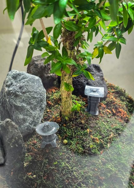 Live Bonsai Terrarium Kit | Ecosystem w/ Self-Draining Base