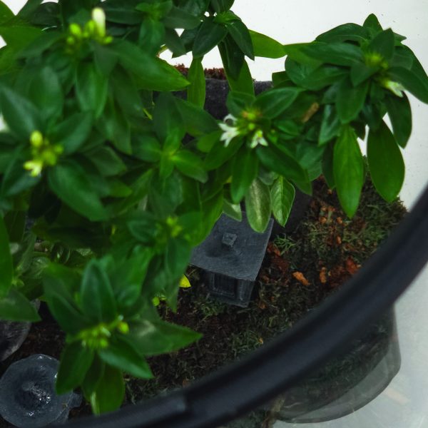 Live Bonsai Terrarium Kit | Ecosystem w/ Self-Draining Base