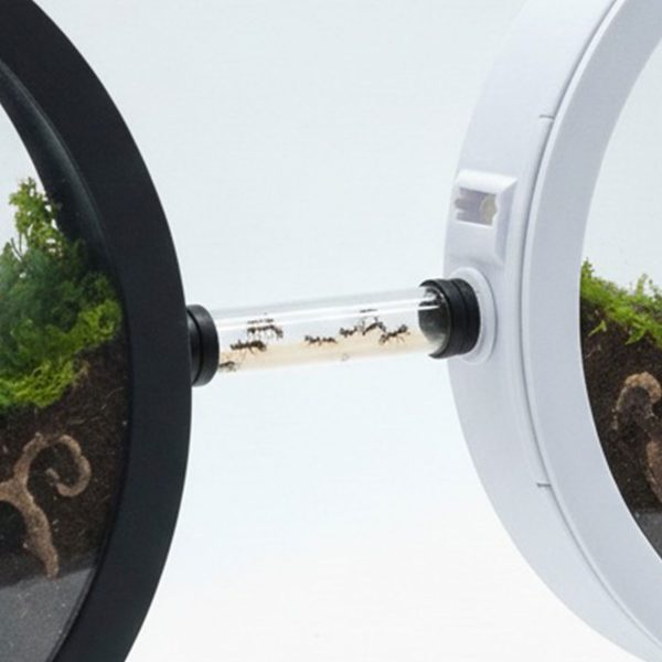 Two Bantamarium C2 RING connected together