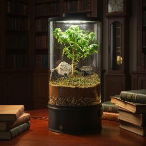 Live Bonsai Terrarium Kit | Ecosystem w/ Self-Draining Base