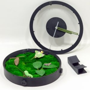 Legend Of Luna | Luna Moth Terrarium Clock Kit