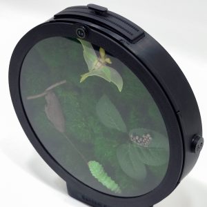 Legend Of Luna | Luna Moth Moss Wall Decor